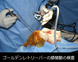 関節鏡検査 ｙｐｃ東京動物整形外科病院 整形外科 神経外科 動物病院