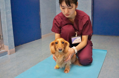YPC東京動物整形外科病院付属リハビリセンター01
